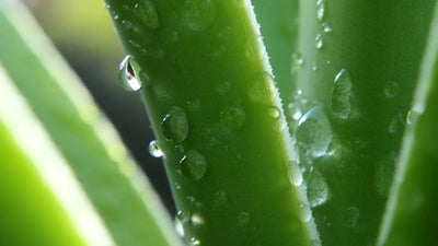 Las Maravillas del Aloe Vera para tu Piel y tu Salud General